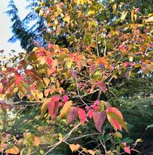Attēlu rezultāti vaicājumam “Euonymus europaeus leaf”