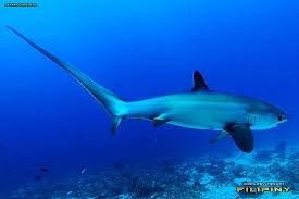 Image result for Alopias vulpinus