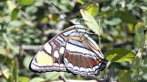 Attēlu rezultāti vaicājumam “Nymphalidae”