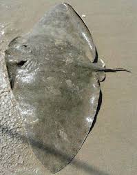 Image result for Gymnura natalensis