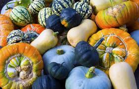 Attēlu rezultāti vaicājumam “Cucurbitaceae”