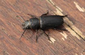 Attēlu rezultāti vaicājumam “Spondylis buprestoides”