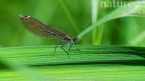 Attēlu rezultāti vaicājumam “Calopteryx virgo female”