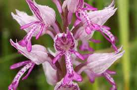 Attēlu rezultāti vaicājumam “Orchis militaris flower”
