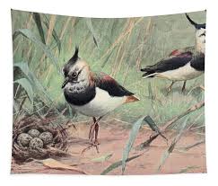 Attēlu rezultāti vaicājumam “Vanellus vanellus”