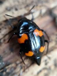 Attēlu rezultāti vaicājumam “Scaphidium quadrimaculatum”