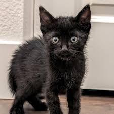 Image result for Black Cat Sac