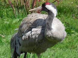 Attēlu rezultāti vaicājumam “Grus grus”