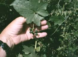 Attēlu rezultāti vaicājumam “Bryonia alba leaf”