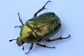 Attēlu rezultāti vaicājumam “Cetonia aurata imago”