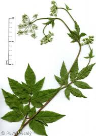Attēlu rezultāti vaicājumam “Chaerophyllum aromaticum flower”
