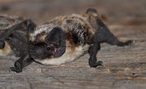 Attēlu rezultāti vaicājumam “Vespertilio murinus”