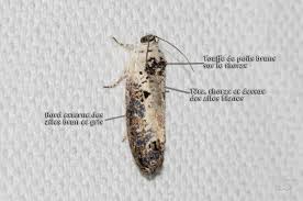 Attēlu rezultāti vaicājumam “Hedya salicella”