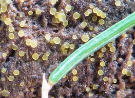 Attēlu rezultāti vaicājumam “Ombrophila violacea spores”