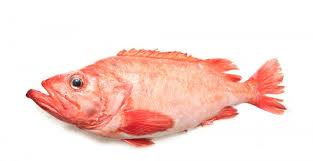 Image result for Sebastes