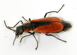 Attēlu rezultāti vaicājumam “Anthocomus rufus”