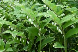 Attēlu rezultāti vaicājumam “Polygonatum odoratum flower”