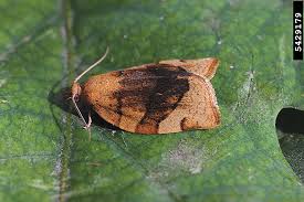 Attēlu rezultāti vaicājumam “Pandemis cerasana”