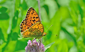 Attēlu rezultāti vaicājumam “Argynnis niobe”