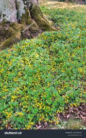Attēlu rezultāti vaicājumam “Waldsteinia geoides flower”