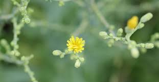 Attēlu rezultāti vaicājumam “Lactuca sativa flower”