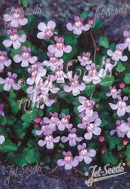 Attēlu rezultāti vaicājumam “Cymbalaria muralis flower”