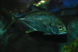 Image result for Caranx hippos