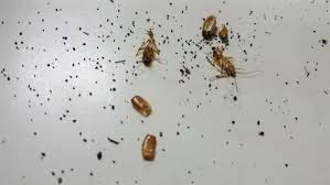 Image result for insect poop