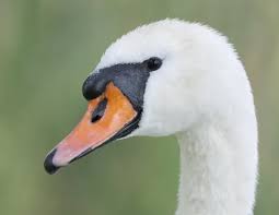 Image result for Cygnus olor