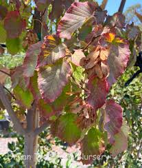 Attēlu rezultāti vaicājumam “Acer tataricum leaf”