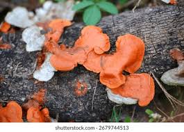 Attēlu rezultāti vaicājumam “Amaurochaete atra young”