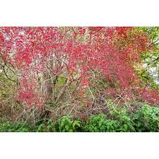 Attēlu rezultāti vaicājumam “Euonymus europaeus flower”