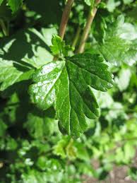 Attēlu rezultāti vaicājumam “Ribes alpinum leaf”