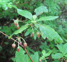 Attēlu rezultāti vaicājumam “Menziesia ferruginea flower”