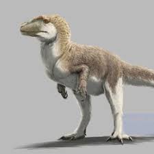 Attēlu rezultāti vaicājumam “Blattoptera”