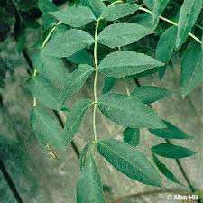 Attēlu rezultāti vaicājumam “Fraxinus excelsior leaf”