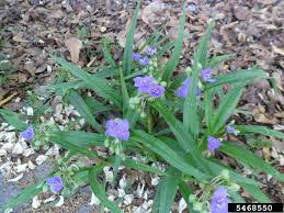 Attēlu rezultāti vaicājumam “Tradescantia virginiana”