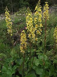 Attēlu rezultāti vaicājumam “Ligularia sibirica flower”