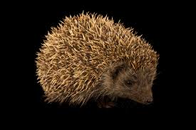 Attēlu rezultāti vaicājumam “Erinaceus roumanicus”