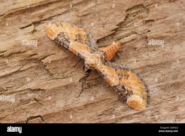 Attēlu rezultāti vaicājumam “Eupithecia linariata”