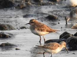 Image result for Charadrius asiaticus