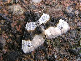 Attēlu rezultāti vaicājumam “Cosmorhoe ocellata”