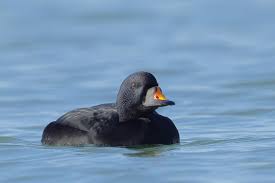 Attēlu rezultāti vaicājumam “Melanitta nigra male”