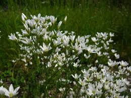 Attēlu rezultāti vaicājumam “Arenaria procera”