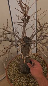 Attēlu rezultāti vaicājumam “Ulmus minor f. suberosa”