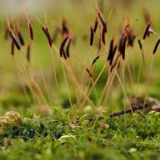 Attēlu rezultāti vaicājumam “Heterotrichia obvelata (syn. Arcyria obvelata) young”