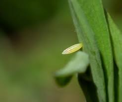 Attēlu rezultāti vaicājumam “Leptidea sinapis underside”