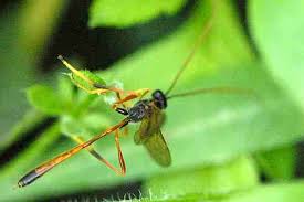 Attēlu rezultāti vaicājumam “Thyatira batis larva”