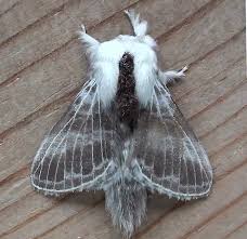 Attēlu rezultāti vaicājumam “Lasiocampidae”