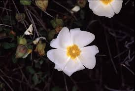 Attēlu rezultāti vaicājumam “Cistaceae”